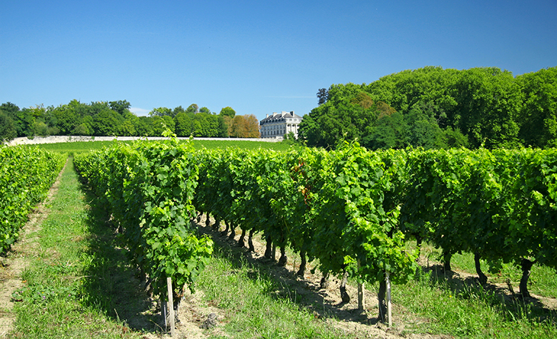 vignes bordeaux